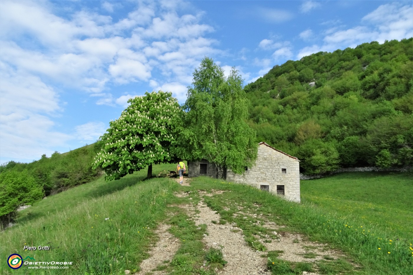 19 Verde radura prativa con ippocastano in fiore.JPG